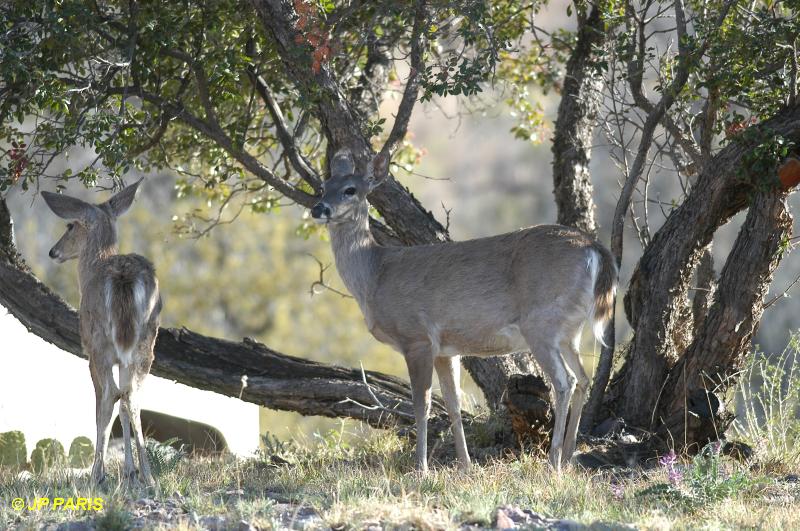 Odocoileus virginianus